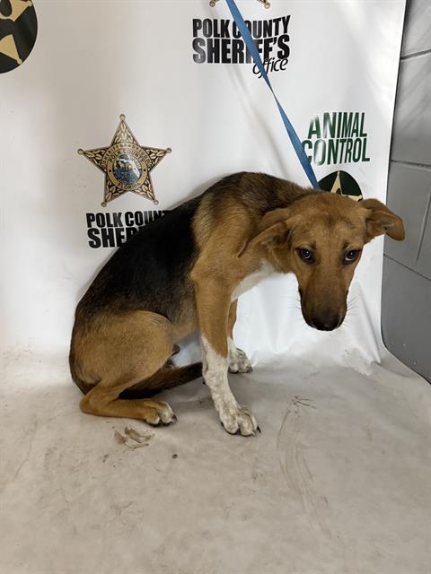 MELVIN, an adoptable Treeing Walker Coonhound in Winter Haven, FL