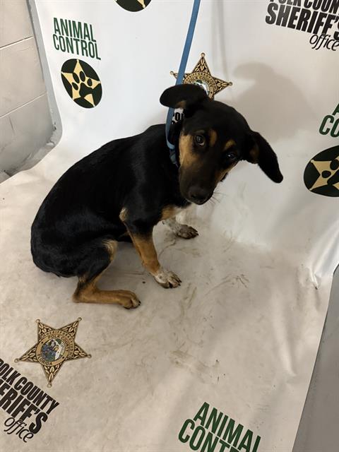 STAR, an adoptable Treeing Walker Coonhound in Winter Haven, FL