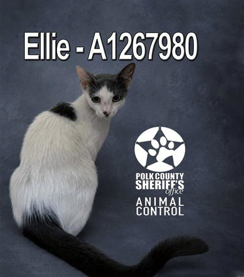 ELLIE