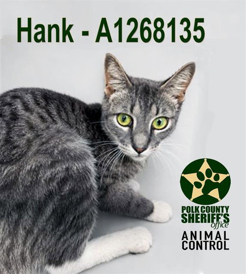 HANK