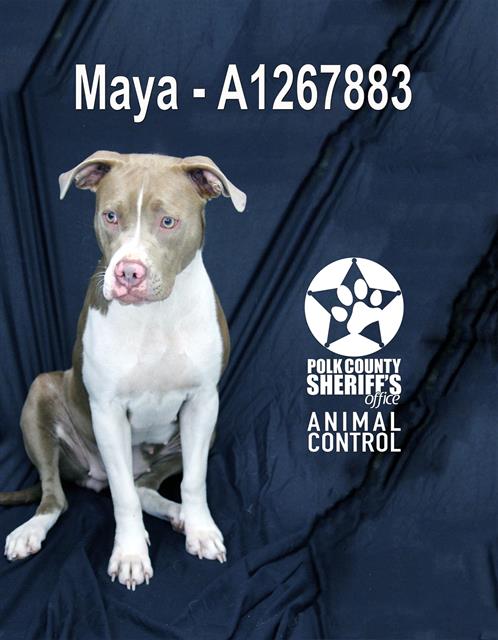 MAYA