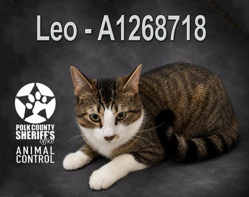 LEO