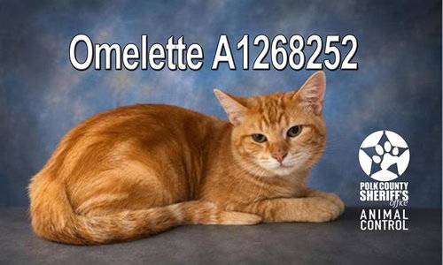 OMELETTE, Young Domestic Short Hair (short coat), cat for adoption in Jpv, Florida