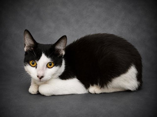 A1268157, Young Domestic Short Hair (short coat), cat for adoption in Jpv, Florida