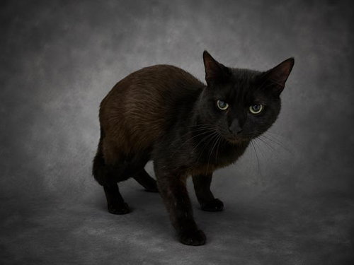 MR MIDNIGHT, Adult Domestic Short Hair (short coat), cat for adoption in Jpv, Florida