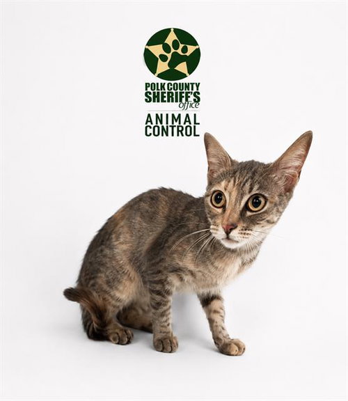 DOLLY, Young Domestic Short Hair (short coat), cat for adoption in Jpv, Florida