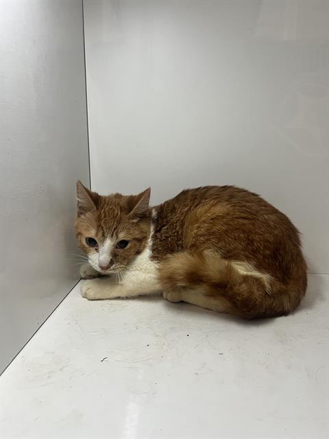 A1268719, Young Domestic Short Hair (short coat), cat for adoption in Jpv, Florida