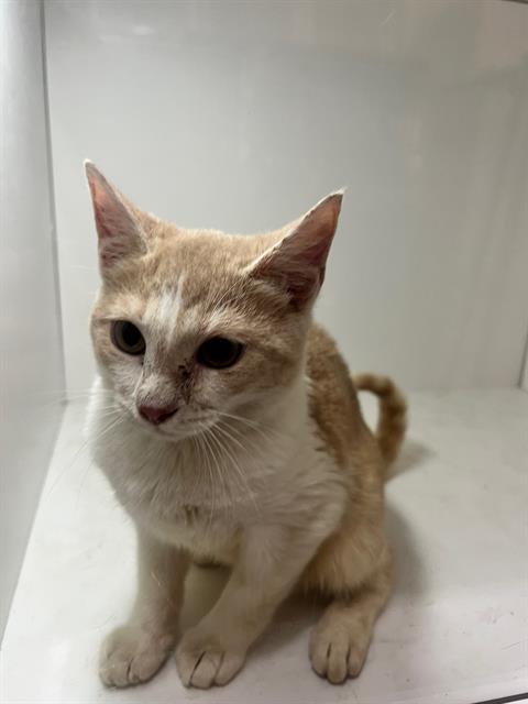 A1268720, Young Domestic Short Hair (short coat), cat for adoption in Jpv, Florida