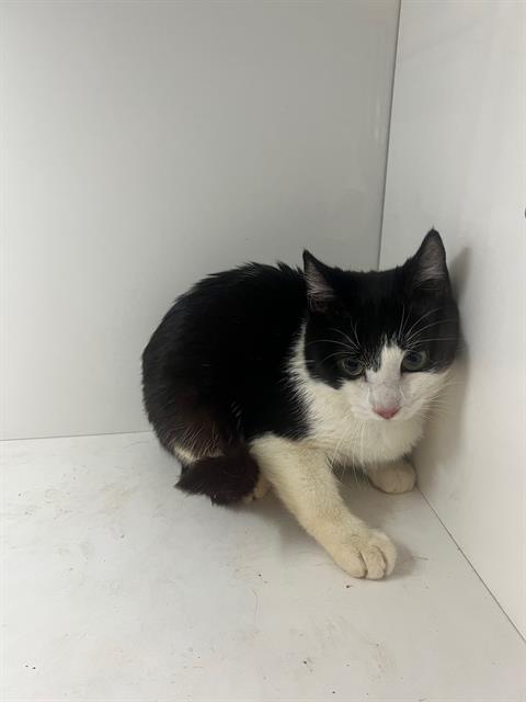 FIZZY, Young Domestic Short Hair (short coat), cat for adoption in Jpv, Florida