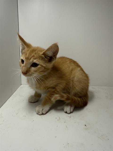 A1268819, Baby Domestic Short Hair (short coat), cat for adoption in Jpv, Florida