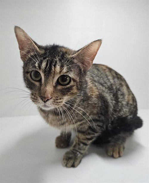 NALA, Adult Domestic Short Hair (short coat), cat for adoption in Jpv, Florida