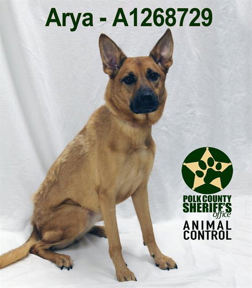 Arya