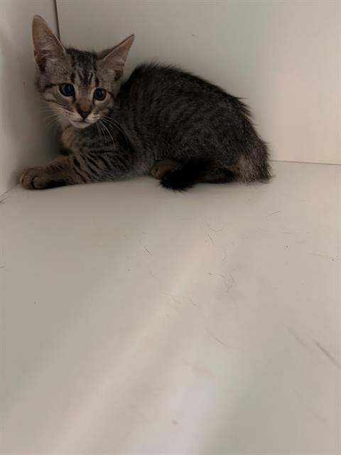 JAX