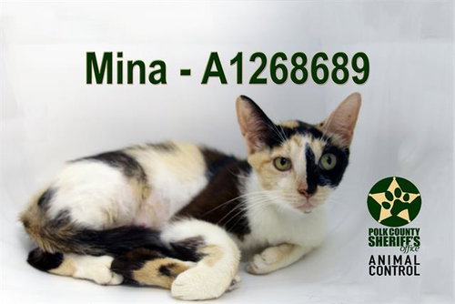 MINA, Young Domestic Short Hair (medium coat), cat for adoption in Lakeland, Florida