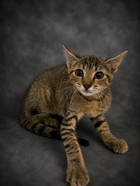 LOKI