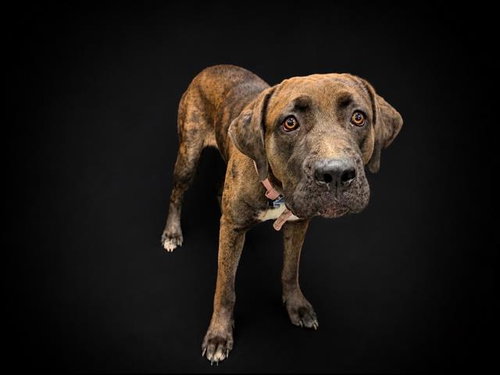 HERSHEY, an adoptable Catahoula Leopard Dog in Winter Haven, FL
