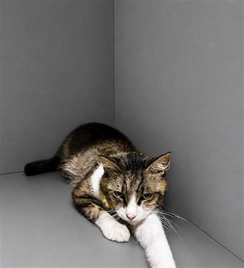 CLAY, an adoptable Domestic Short Hair in Winter Haven, FL