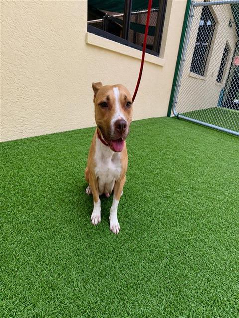 LADYBUG, an adoptable Bulldog in Winter Haven, FL
