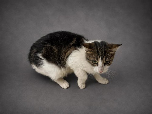 DARLA, an adoptable Domestic Short Hair in Winter Haven, FL