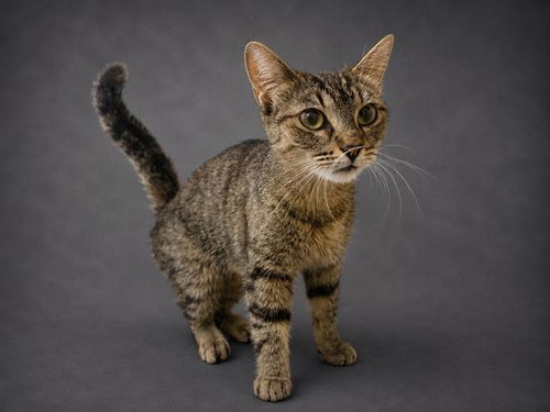 PEARL, an adoptable Domestic Short Hair in Winter Haven, FL