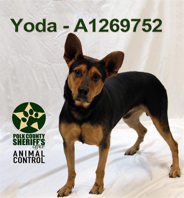 YODA