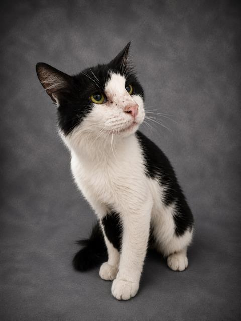Oreo