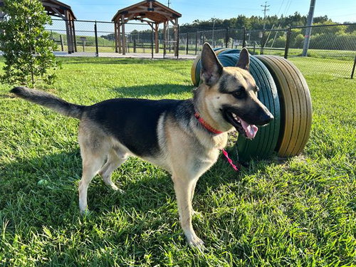 Maximus