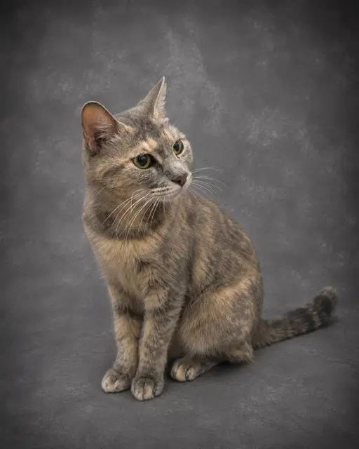 Susie - Domestic Short Hair