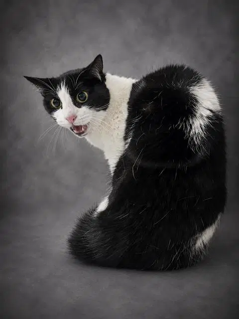Gigi - Domestic Short Hair