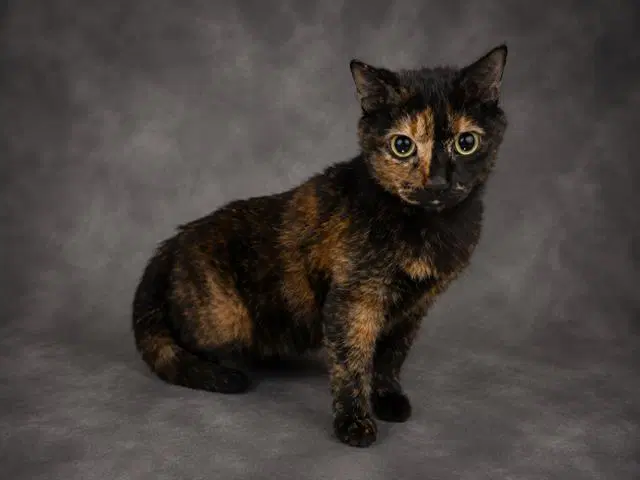 Esmeralda - Domestic Short Hair
