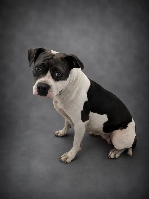 Chelsea - Bulldog