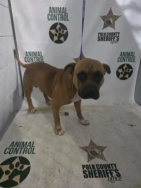 Unknown - Bulldog
