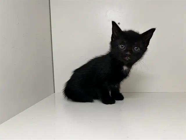 Unknown - Domestic Short Hair
