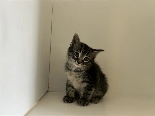 Unknown - Domestic Short Hair