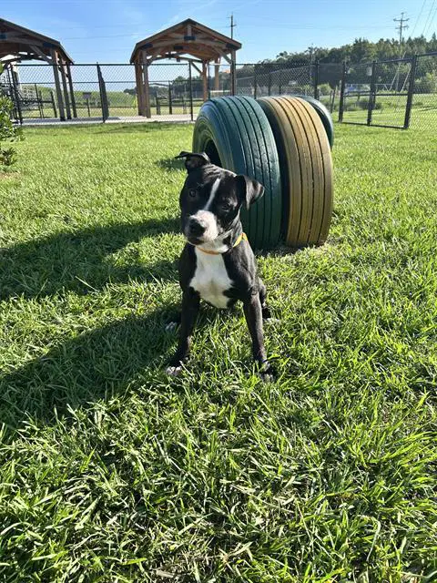 Jackson - Bulldog