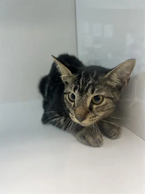 Unknown - Domestic Short Hair