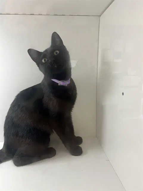 Unknown - Domestic Short Hair