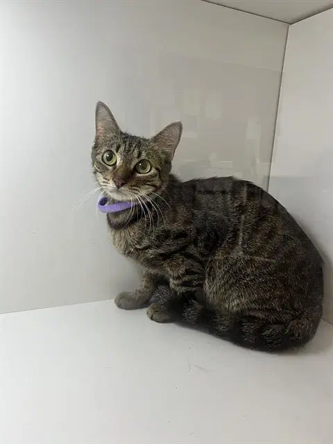 Unknown - Domestic Short Hair