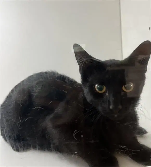 Unknown - Domestic Short Hair