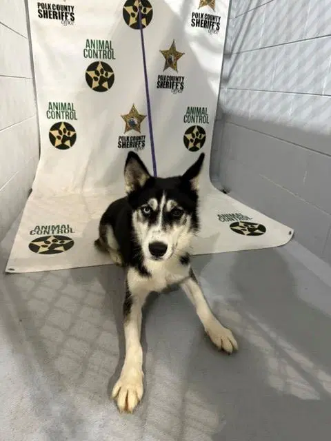 Unknown - Siberian Husky