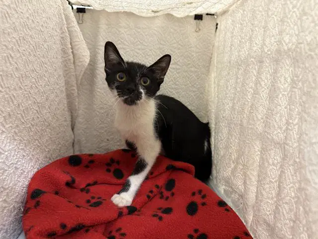 Unknown - Domestic Short Hair
