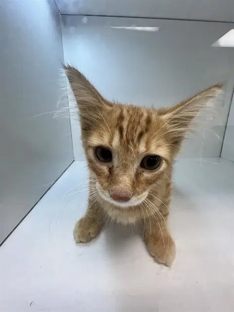 Unknown - Domestic Short Hair