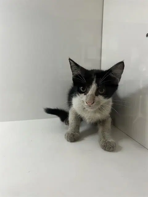 Unknown - Domestic Short Hair