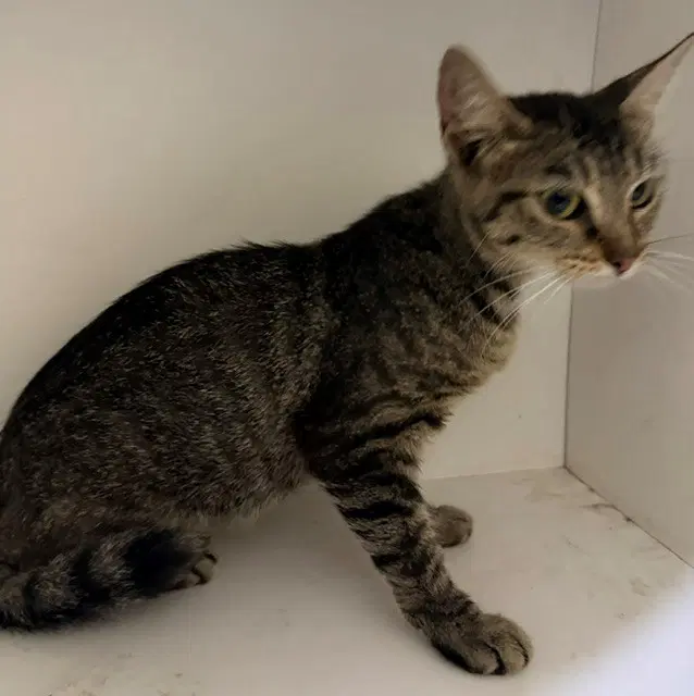 Unknown - Domestic Short Hair
