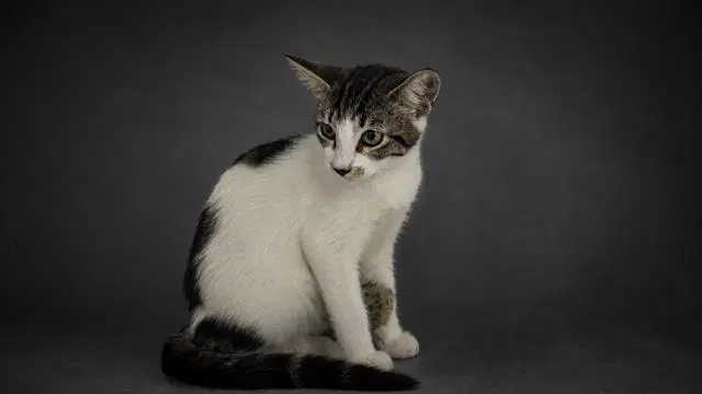 Unknown - Domestic Short Hair