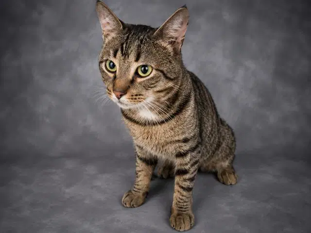 Unknown - Domestic Short Hair
