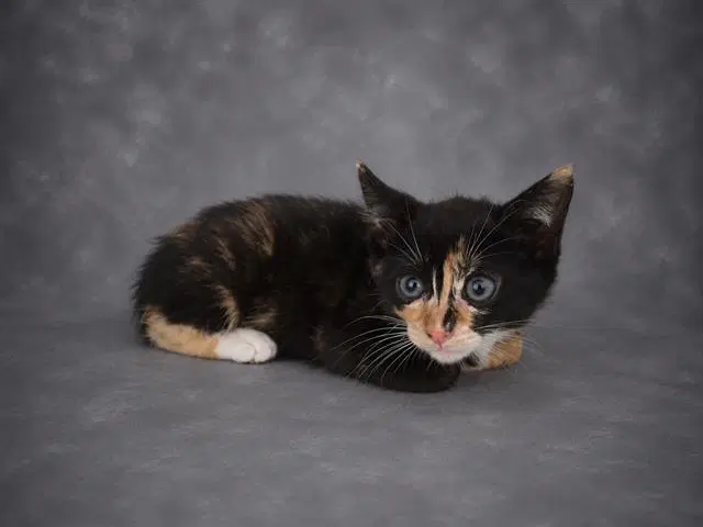 Unknown - Domestic Short Hair