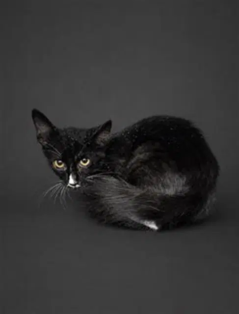 Unknown - Domestic Medium Hair