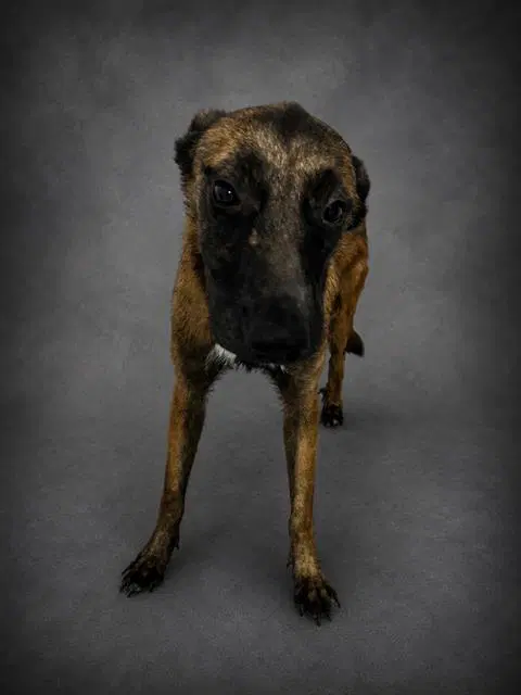 Rory - Belgian Shepherd Malinois