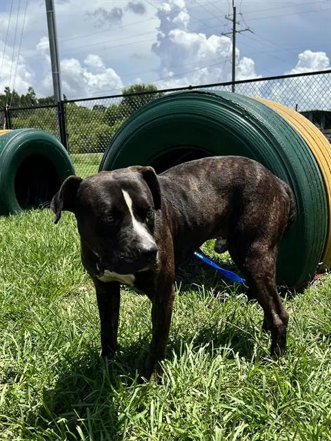 Unknown - Bulldog